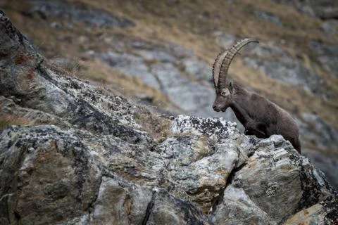 Alpine Ibex, Capra ibex, with rocks in background, National Park Gran Paradis Stock Photos