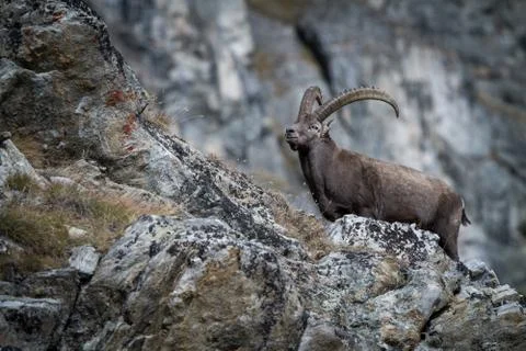 Alpine Ibex, Capra ibex, with rocks in background, National Park Gran Paradis Stock Photos