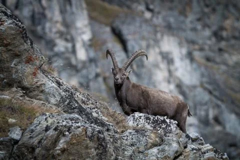 Alpine Ibex, Capra ibex, with rocks in background, National Park Gran Paradis Stock Photos