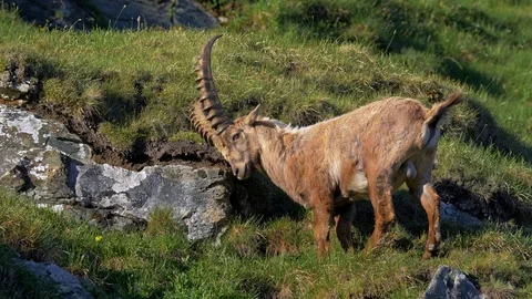 Alpine ibex (Capra ibex) scent marking Stock Footage 112384784