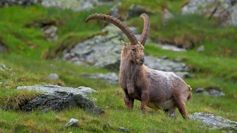 Alpine ibex (Capra ibex) scratching itself Stock-Footage 112377714