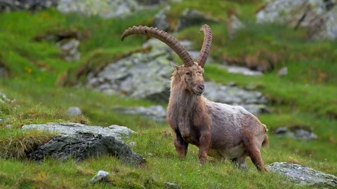 Alpine ibex (Capra ibex) scratching itself Stock-Footage 112378269