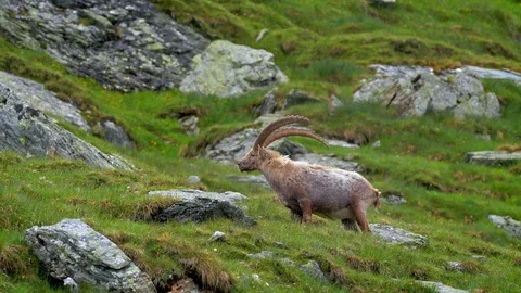 Alpine ibex (Capra ibex) scratching itself Stock-Footage 112379160