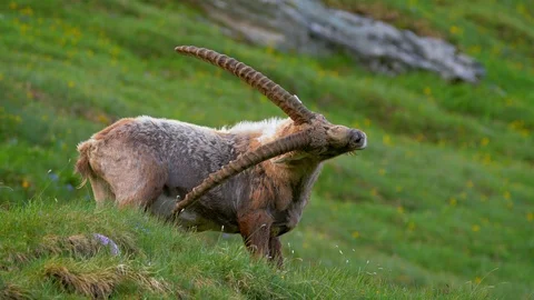 Alpine ibex (Capra ibex) scratching itself Stock-Footage 112380645
