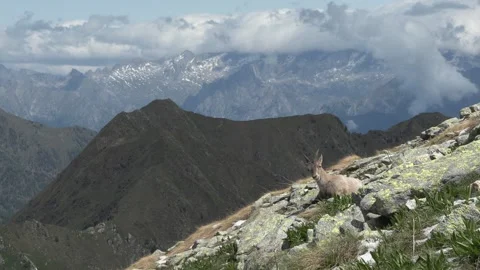 Alpine ibex (Capra ibex) Stambecco Stock Footage 244484521