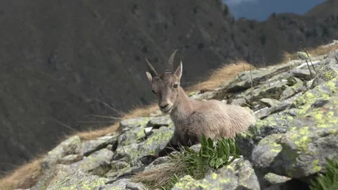 Alpine ibex (Capra ibex) Stambecco Stock Footage 244484640