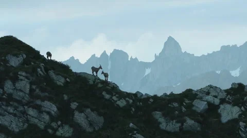 Alpine ibex (capra ibex) stambecco Stock Footage 245437056