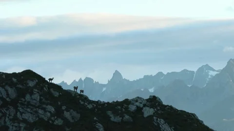 Alpine ibex (capra ibex) stambecco Stock Footage 245440068