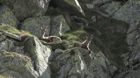 Alpine ibex (capra ibex) stambecco Video stock 252869327
