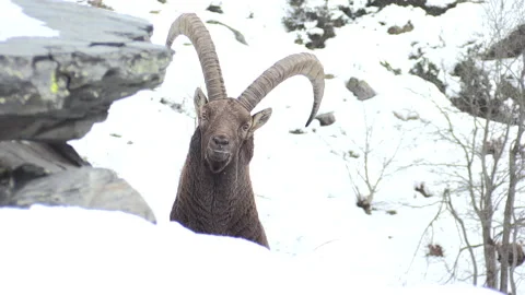 Alpine ibex (capra ibex) stambecco Stock Footage 252895649