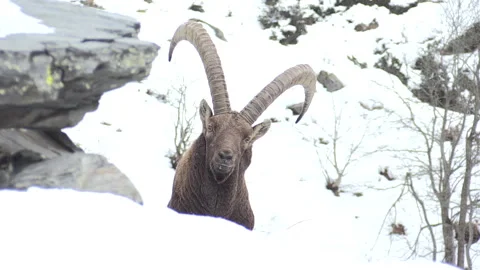 Alpine ibex (capra ibex) stambecco Video stock 252896801