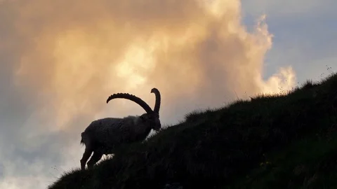 Alpine ibex (Capra ibex) at sunset Stock-Footage 112374537