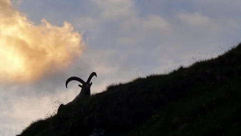 Alpine ibex (Capra ibex) at sunset Stock-Footage 112379218