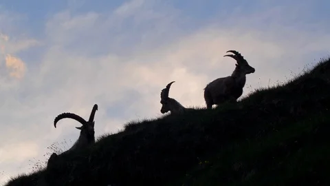 Alpine ibex (Capra ibex) at sunset Stock Footage 112381458