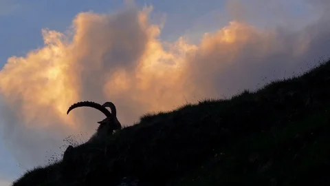 Alpine ibex (Capra ibex) at sunset Stock-Footage 112382815