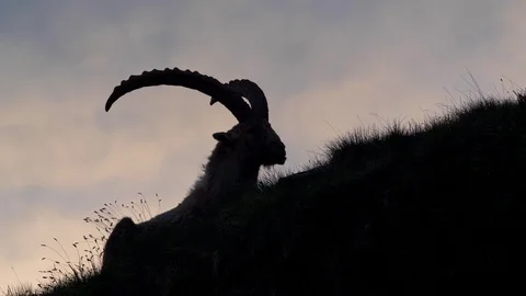 Alpine ibex (Capra ibex) at sunset Stock-Footage 112384951