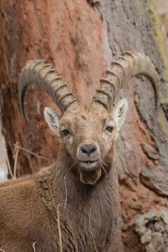Alpine ibex chewing grass looking at camera Fotos Stock