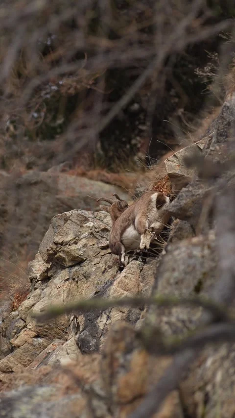 Alpine ibex climbing a steep rocky mountain cliff Stock Footage 329466328