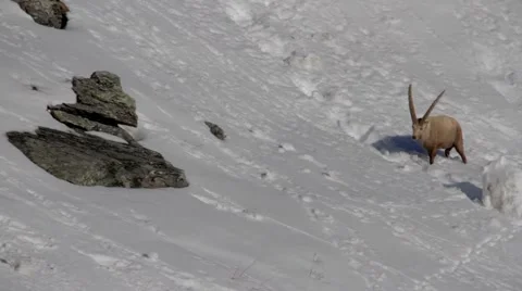 Alpine ibex crossing and sink into snow Stock Footage 49022526