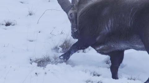 Alpine ibex digs the snow from the grass, grazes, animal winter wildlife 4K Stock Footage 144923282