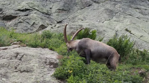 Alpine ibex eating grass Stock Footage 208124441