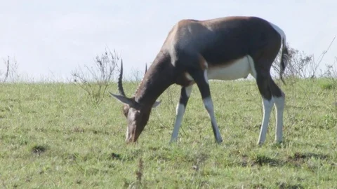 An Alpine Ibex  Vídeo Stock 76436213