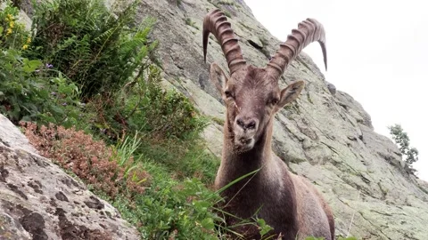 Alpine Ibex Stock Footage 206125544