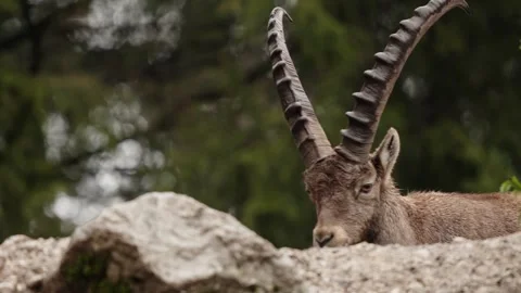 Alpine ibex Stock Footage 297531538