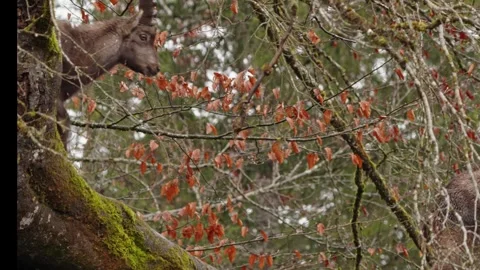 Alpine ibex Stock Footage 297531548