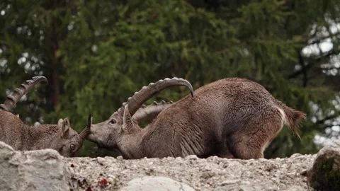Alpine ibex Stock Footage 297531620