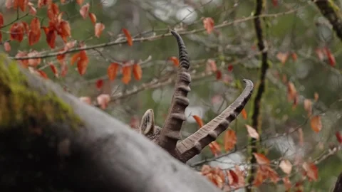 Alpine ibex Stock Footage 297531628