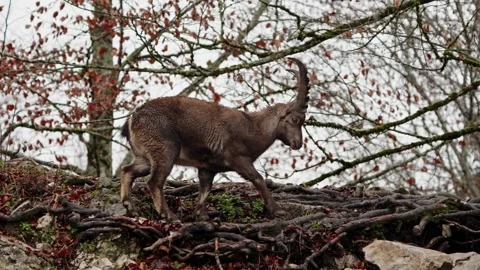 Alpine ibex Stock Footage 297531629