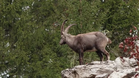 Alpine ibex Stock Footage 297531711