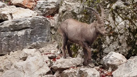 Alpine ibex Stock Footage 297531890