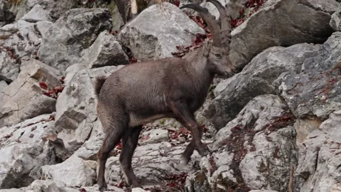 Alpine ibex Stock Footage 297531940