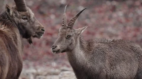 Alpine ibex Stock Footage 297531996