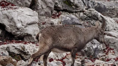 Alpine ibex Stock Footage 297532044