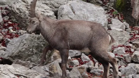 Alpine ibex Stock Footage 297532090
