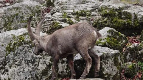 Alpine ibex Stock Footage 297532116