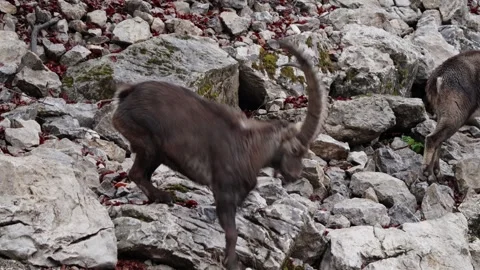 Alpine ibex Stock Footage 297532117