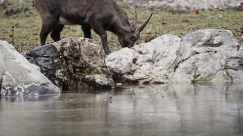 Alpine ibex Stock Footage 297532140