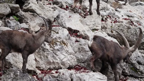 Alpine ibex Stock Footage 297532260