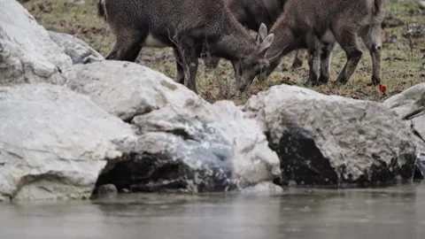 Alpine ibex Stock Footage 297532269
