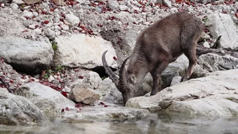Alpine ibex Stock Footage 297532293