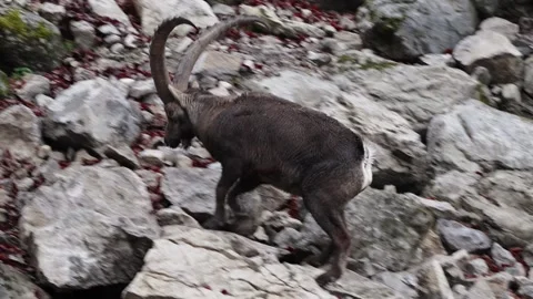 Alpine ibex Stock Footage 297532363