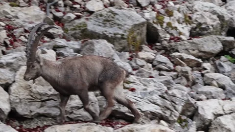 Alpine ibex Stock Footage 297532378