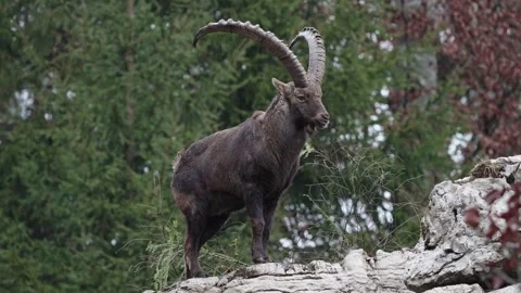 Alpine ibex Stock Footage 297532436