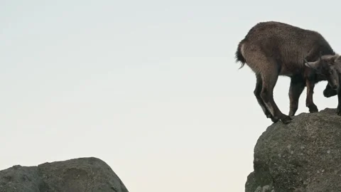 Alpine ibex Stock Footage 297532533