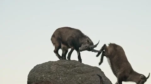 Alpine ibex Stock Footage 297532601
