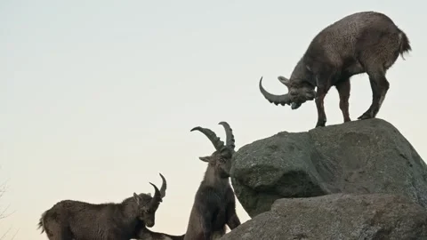 Alpine ibex Stock Footage 297532602